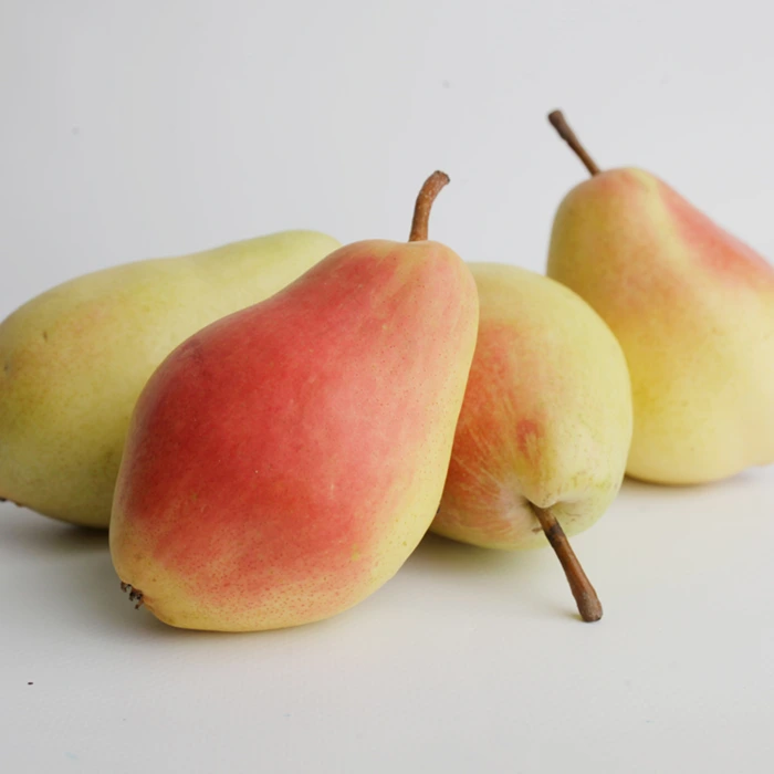 Tasty, Fresh & Organic Wholesale Santa Maria Pears